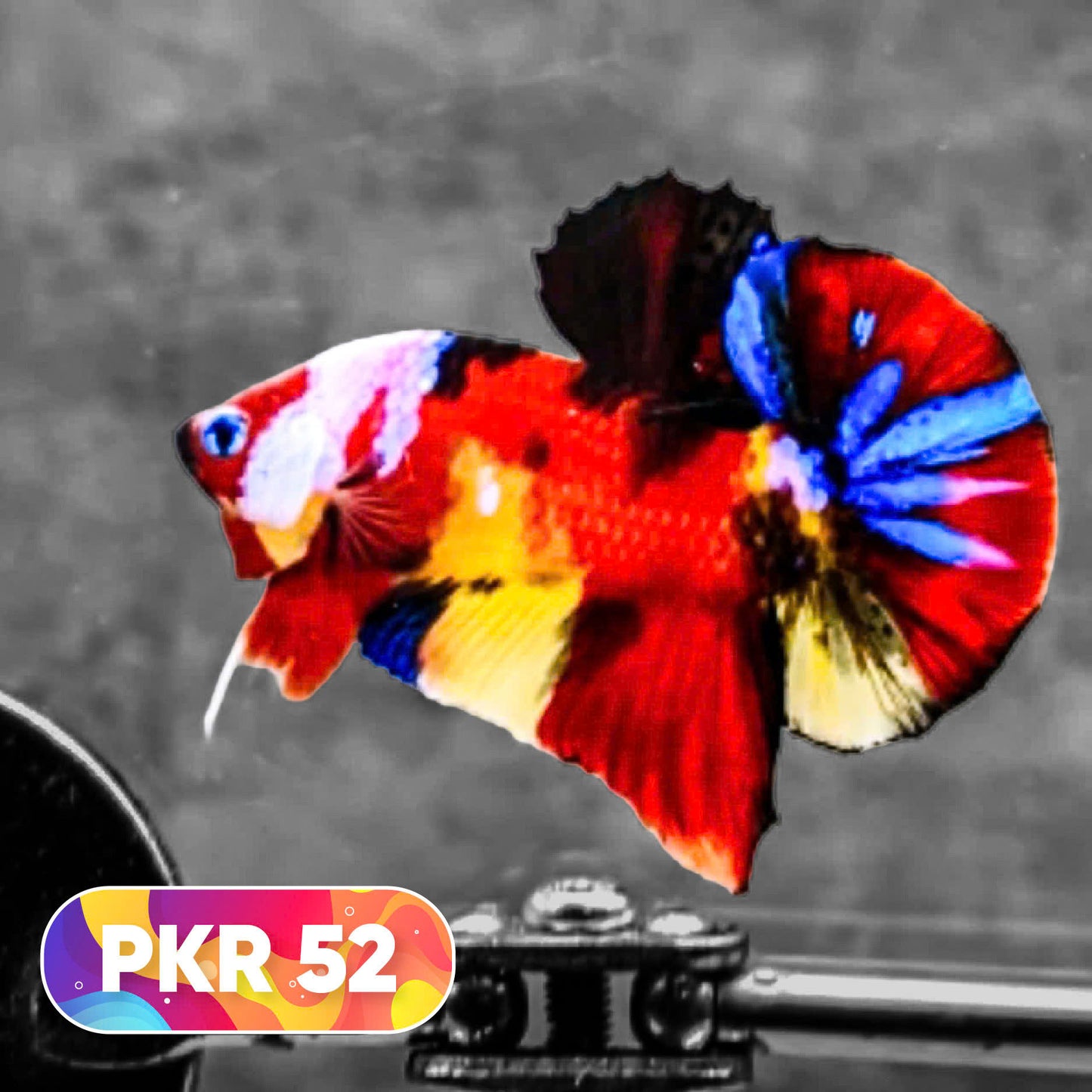 Multicolor Yellow Base Plakat Male Betta Fish | Order Directly From Farm |  You Pick Fish
