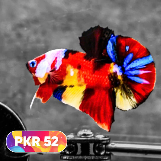 Multicolor Yellow Base Plakat Male Betta Fish | Order Directly From Farm |  You Pick Fish