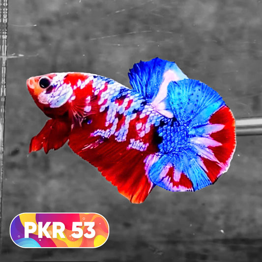Multicolor Yellow Base Plakat Male Betta Fish | Order Directly From Farm |  You Pick Fish