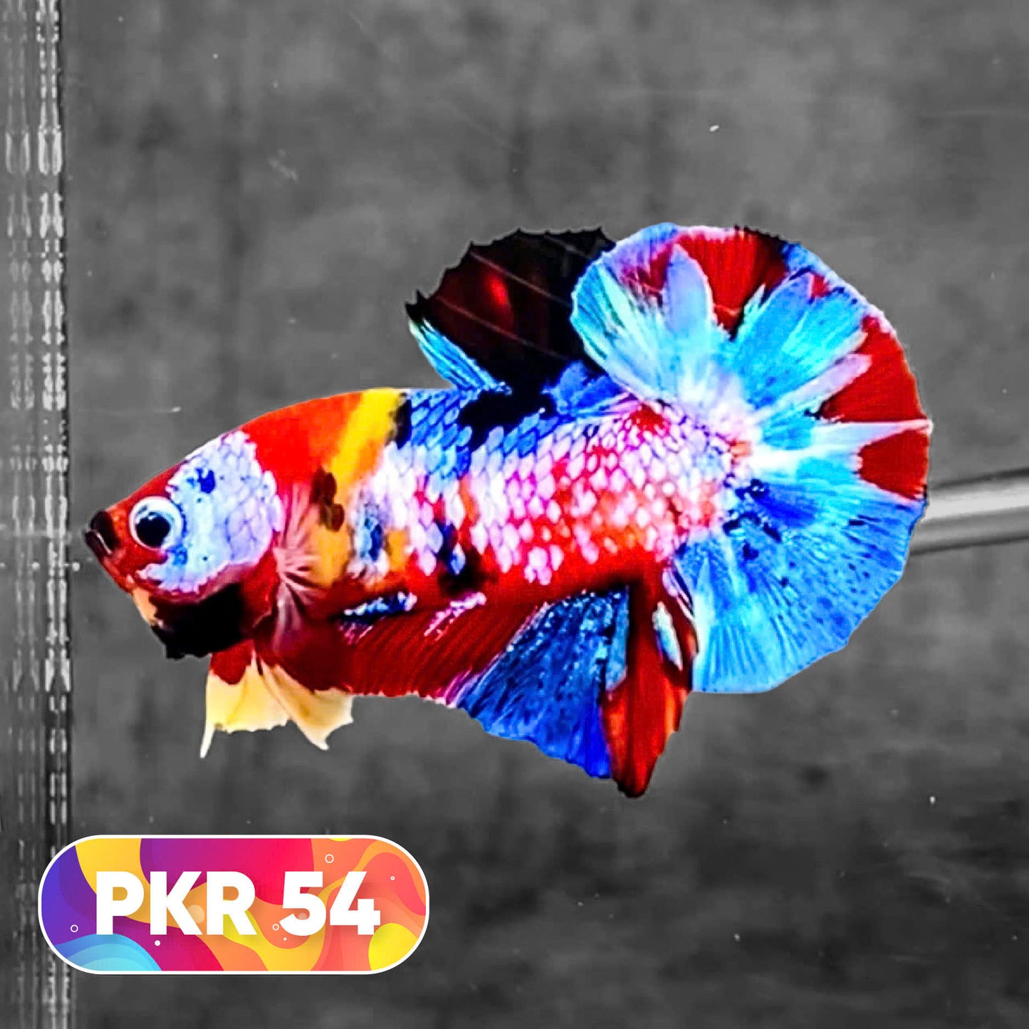 Multicolor Yellow Base Plakat Male Betta Fish | Order Directly From Farm |  You Pick Fish