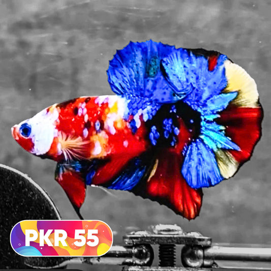 Multicolor Yellow Base Plakat Male Betta Fish | Order Directly From Farm |  You Pick Fish