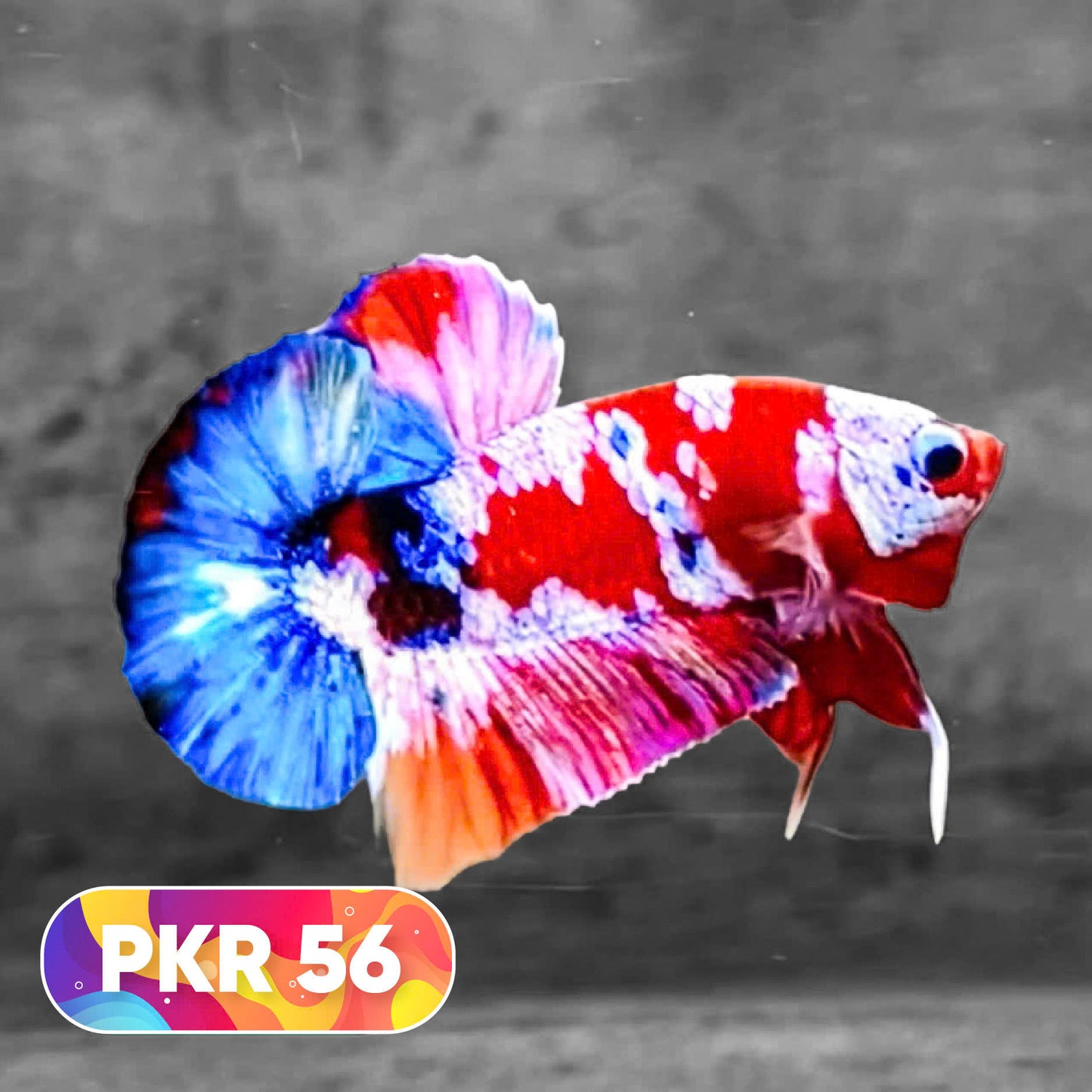 Multicolor Yellow Base Plakat Male Betta Fish | Order Directly From Farm |  You Pick Fish