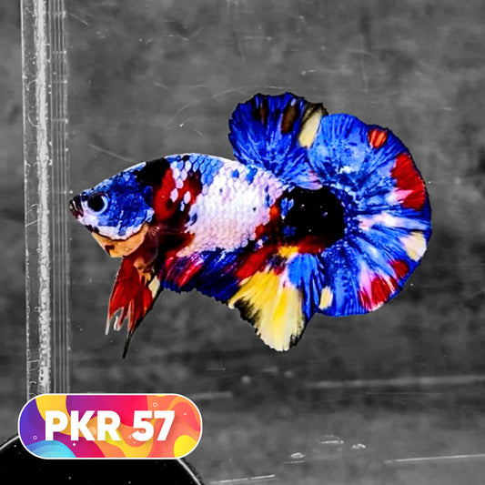 Multicolor Yellow Base Plakat Male Betta Fish | Order Directly From Farm |  You Pick Fish