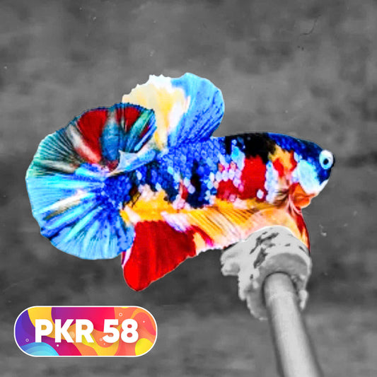 Multicolor Yellow Base Plakat Male Betta Fish | Order Directly From Farm |  You Pick Fish