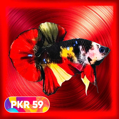 Multicolor Yellow Base Plakat Male Betta Fish | Order Directly From Farm |  You Pick Fish