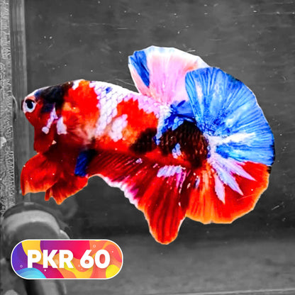 Multicolor Yellow Base Plakat Male Betta Fish | Order Directly From Farm |  You Pick Fish