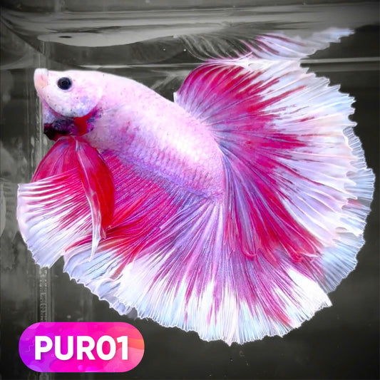 Purple Halfmoon Male Betta Fish | You Pick Fish | Order Directly From Farm
