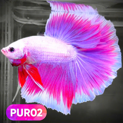 Purple Halfmoon Male Betta Fish | You Pick Fish | Order Directly From Farm