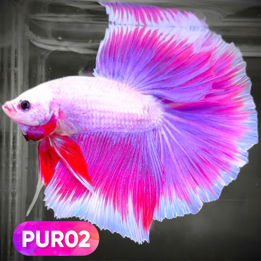 Purple Halfmoon Male Betta Fish | You Pick Fish | Order Directly From Farm