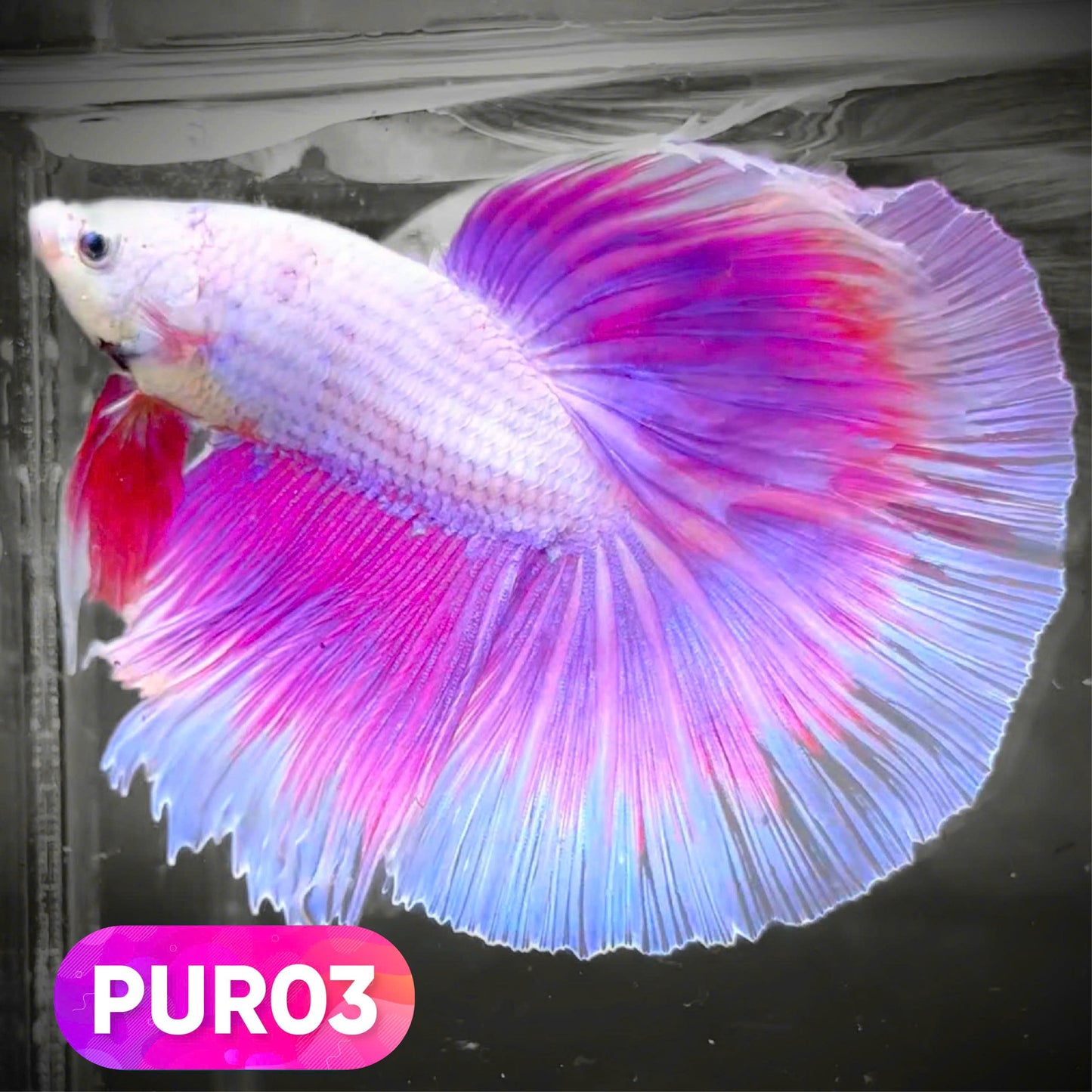 Purple Halfmoon Male Betta Fish | You Pick Fish | Order Directly From Farm