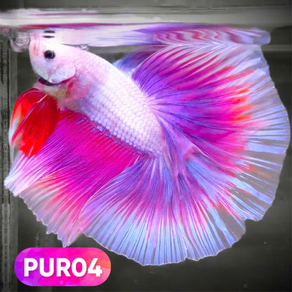 Purple Halfmoon Male Betta Fish | You Pick Fish | Order Directly From Farm