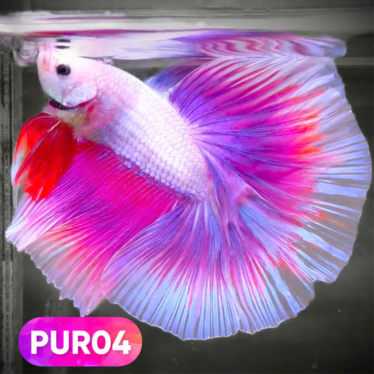 Purple Halfmoon Male Betta Fish | You Pick Fish | Order Directly From Farm