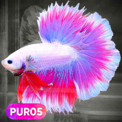 Purple Halfmoon Male Betta Fish | You Pick Fish | Order Directly From Farm