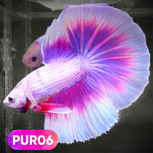 Purple Halfmoon Male Betta Fish | You Pick Fish | Order Directly From Farm