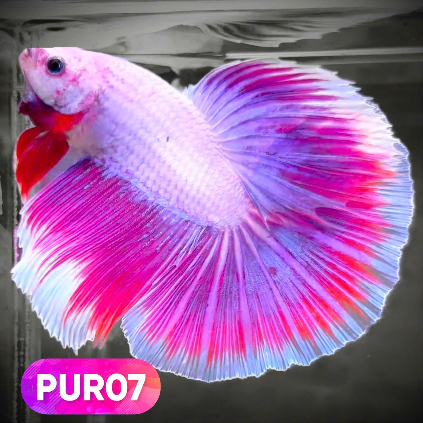 Purple Halfmoon Male Betta Fish | You Pick Fish | Order Directly From Farm