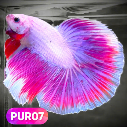Purple Halfmoon Male Betta Fish | You Pick Fish | Order Directly From Farm
