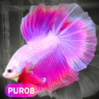 Purple Halfmoon Male Betta Fish | You Pick Fish | Order Directly From Farm