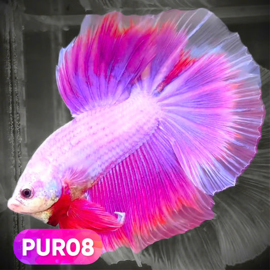 Purple Halfmoon Male Betta Fish | You Pick Fish | Order Directly From Farm
