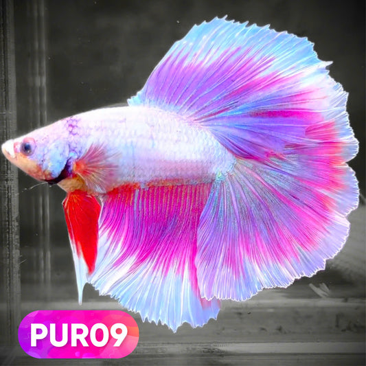 Purple Halfmoon Male Betta Fish | You Pick Fish | Order Directly From Farm