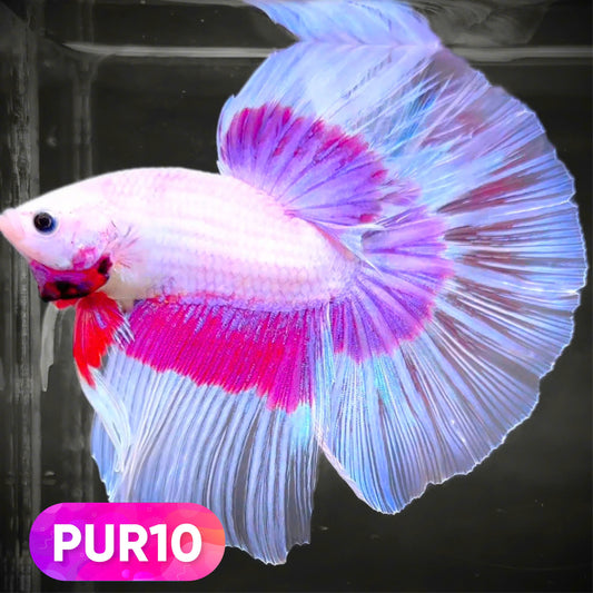 Purple Halfmoon Male Betta Fish | You Pick Fish | Order Directly From Farm