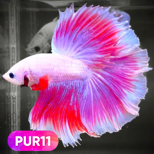 Purple Halfmoon Male Betta Fish | You Pick Fish | Order Directly From Farm