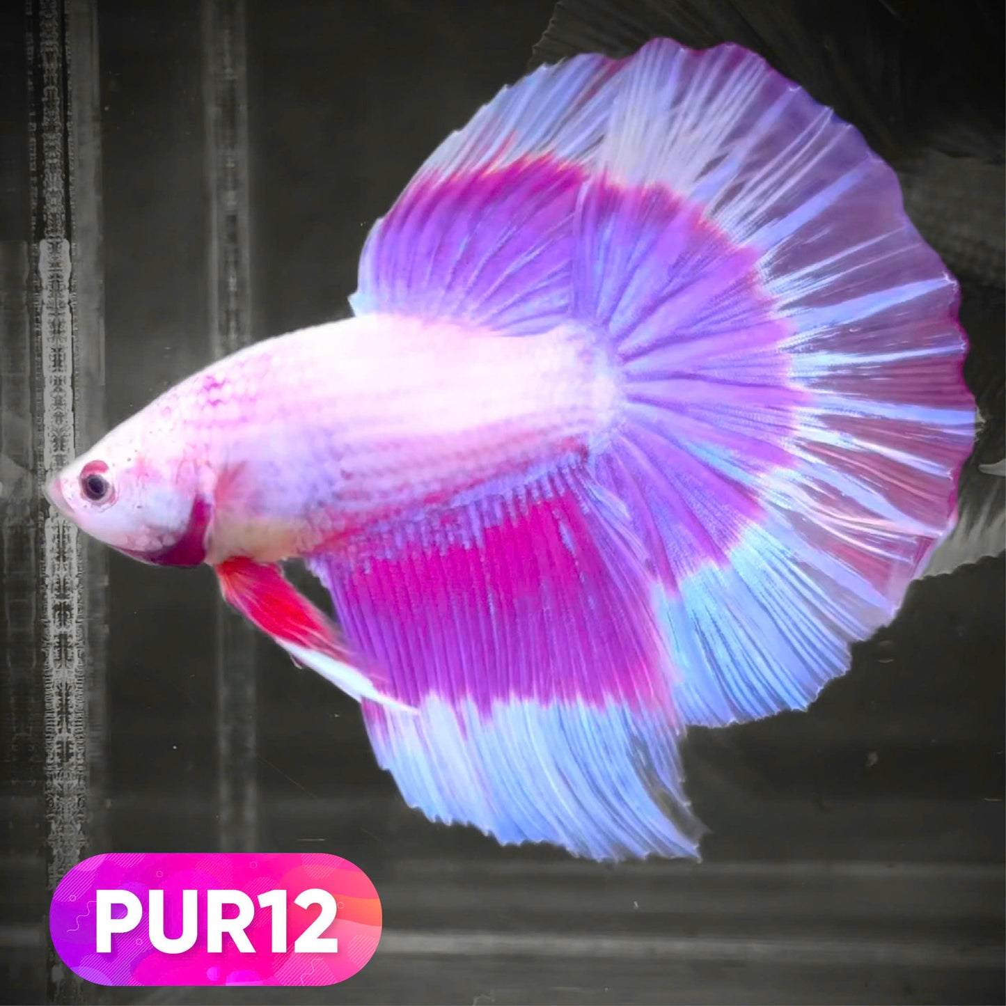 Purple Halfmoon Male Betta Fish | You Pick Fish | Order Directly From Farm