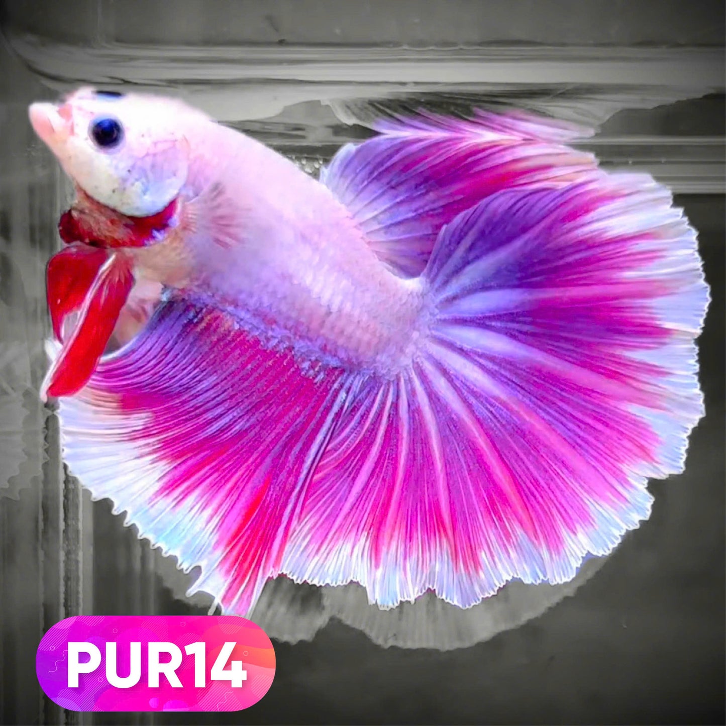 Purple Halfmoon Male Betta Fish | You Pick Fish | Order Directly From Farm