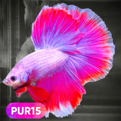 Purple Halfmoon Male Betta Fish | You Pick Fish | Order Directly From Farm