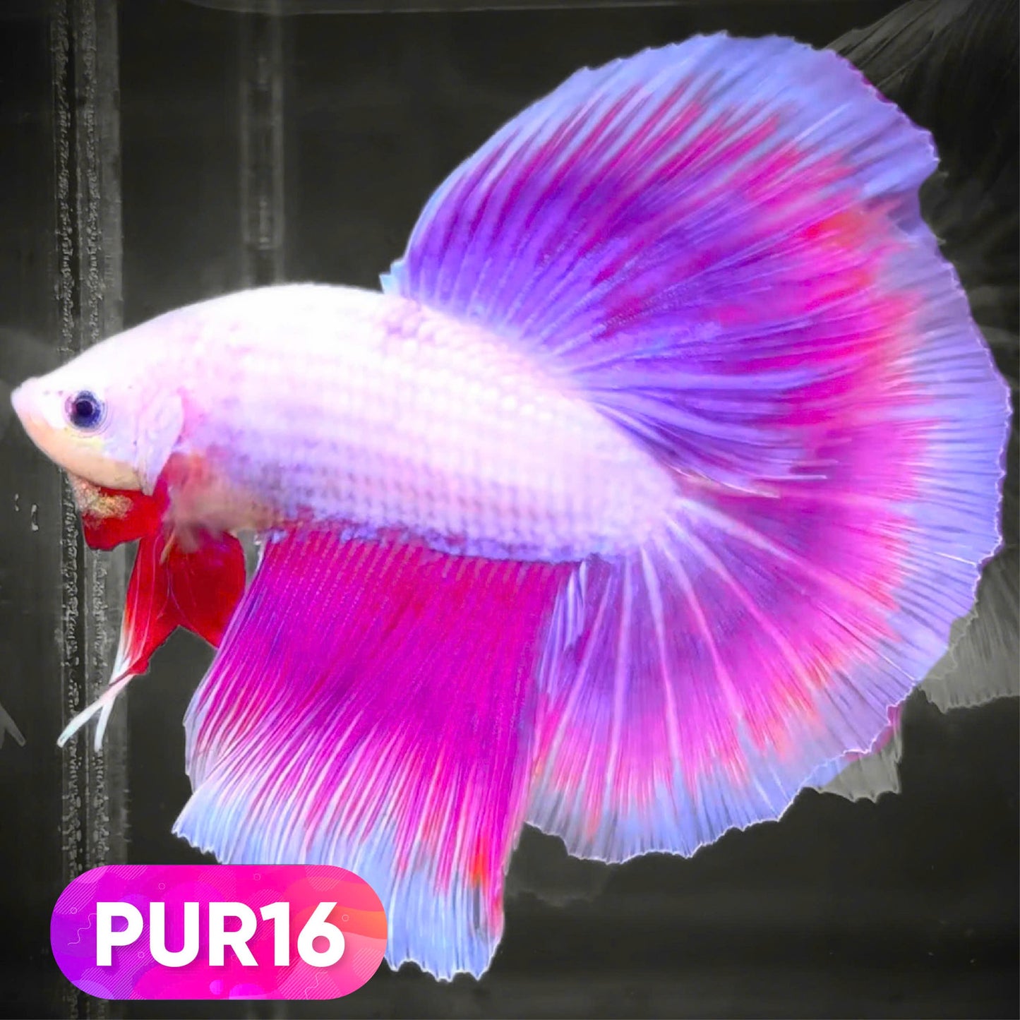 Purple Halfmoon Male Betta Fish | You Pick Fish | Order Directly From Farm