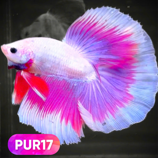 Purple Halfmoon Male Betta Fish | You Pick Fish | Order Directly From Farm