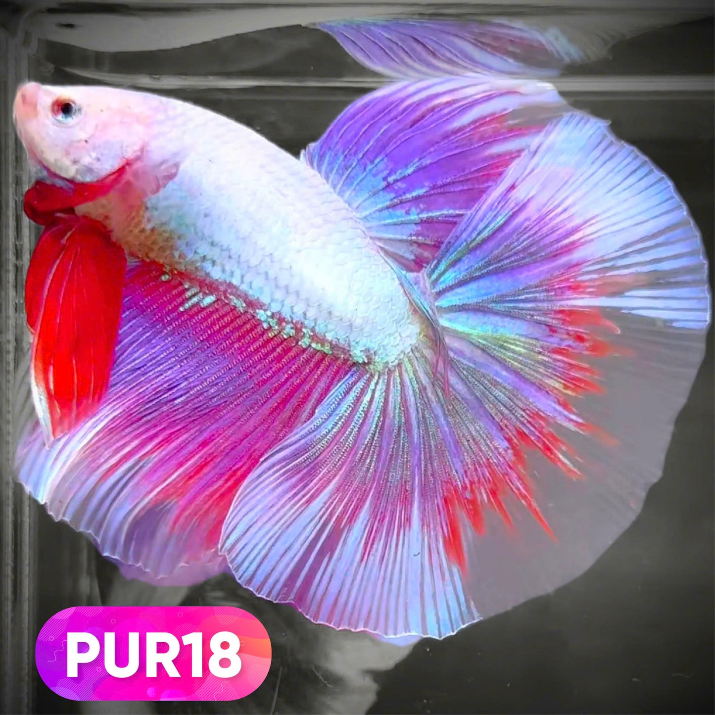 Purple Halfmoon Male Betta Fish | You Pick Fish | Order Directly From Farm