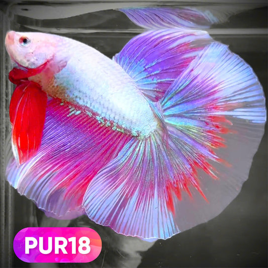 Purple Halfmoon Male Betta Fish | You Pick Fish | Order Directly From Farm