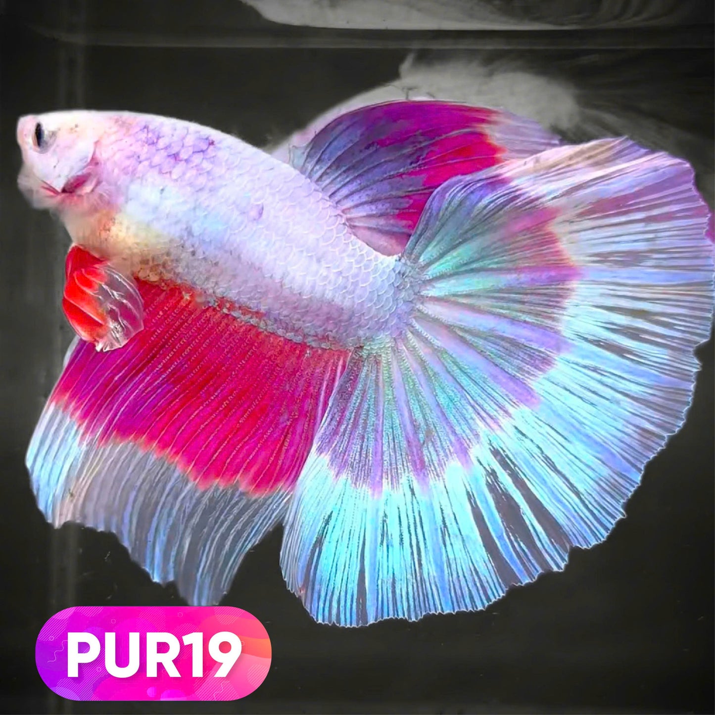 Purple Halfmoon Male Betta Fish | You Pick Fish | Order Directly From Farm