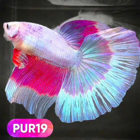 Purple Halfmoon Male Betta Fish | You Pick Fish | Order Directly From Farm