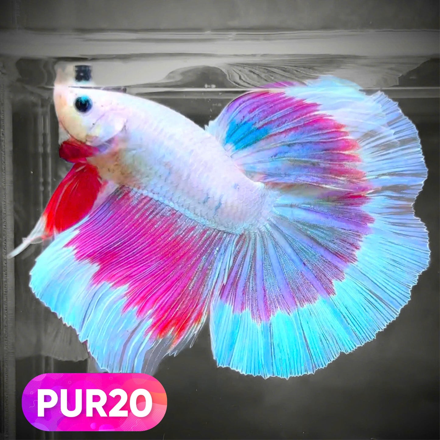 Purple Halfmoon Male Betta Fish | You Pick Fish | Order Directly From Farm