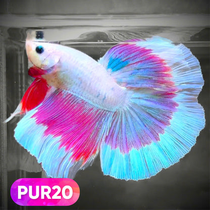 Purple Halfmoon Male Betta Fish | You Pick Fish | Order Directly From Farm