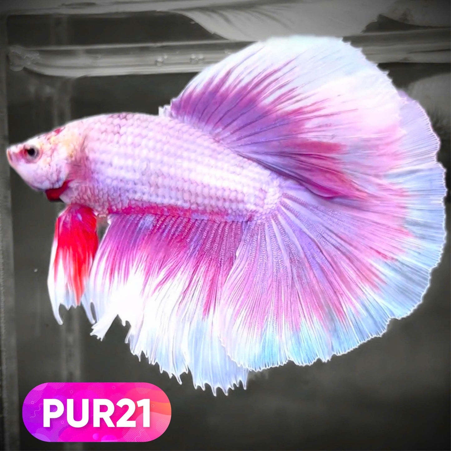 Purple Halfmoon Male Betta Fish | You Pick Fish | Order Directly From Farm