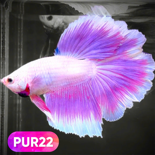 Purple Halfmoon Male Betta Fish | You Pick Fish | Order Directly From Farm