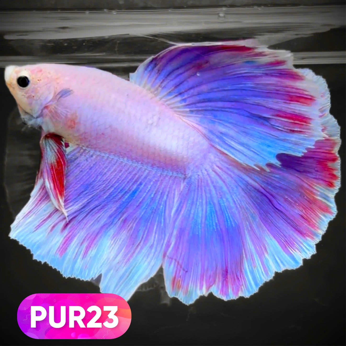 Purple Halfmoon Male Betta Fish | You Pick Fish | Order Directly From Farm