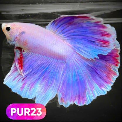 Purple Halfmoon Male Betta Fish | You Pick Fish | Order Directly From Farm