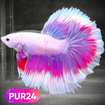 Purple Halfmoon Male Betta Fish | You Pick Fish | Order Directly From Farm