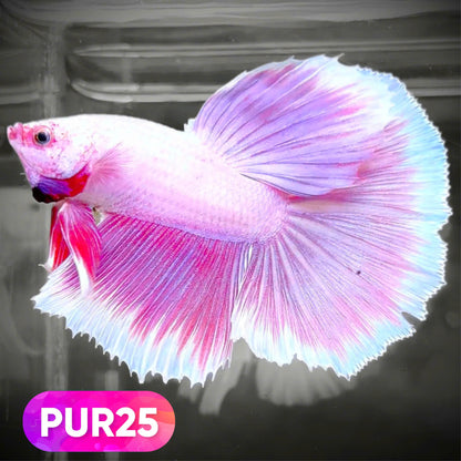 Purple Halfmoon Male Betta Fish | You Pick Fish | Order Directly From Farm