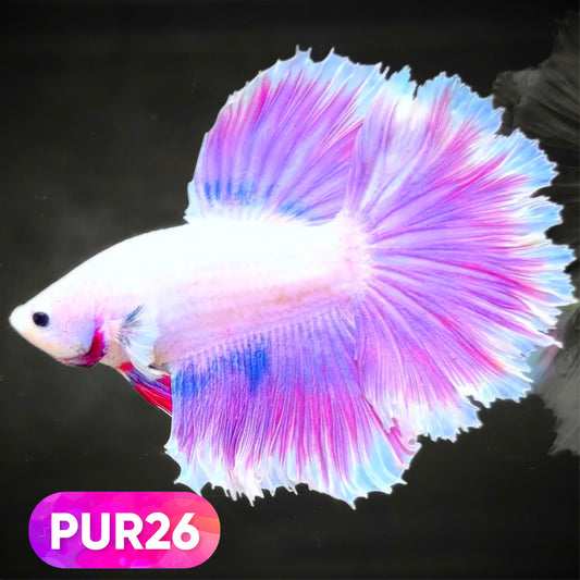 Purple Halfmoon Male Betta Fish | You Pick Fish | Order Directly From Farm