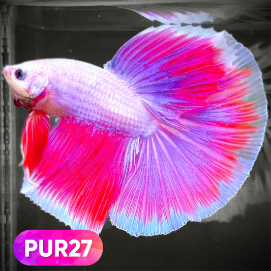 Purple Halfmoon Male Betta Fish | You Pick Fish | Order Directly From Farm