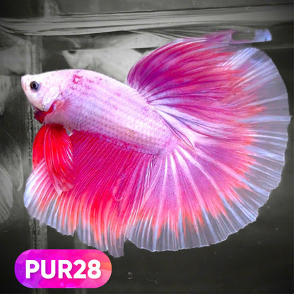 Purple Halfmoon Male Betta Fish | You Pick Fish | Order Directly From Farm