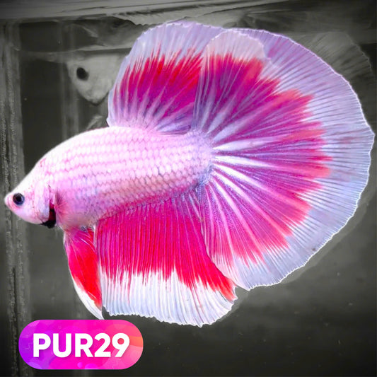 Purple Halfmoon Male Betta Fish | You Pick Fish | Order Directly From Farm