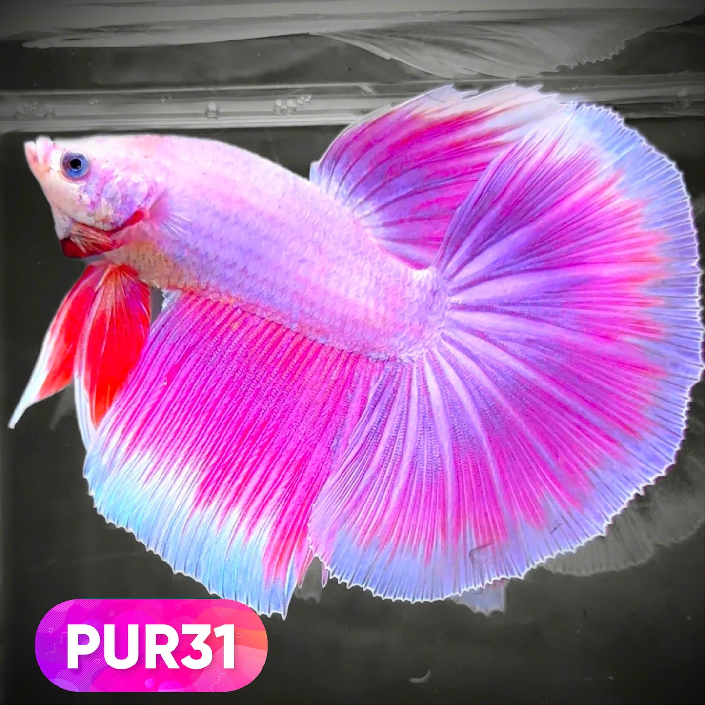 Purple Halfmoon Male Betta Fish | You Pick Fish | Order Directly From Farm