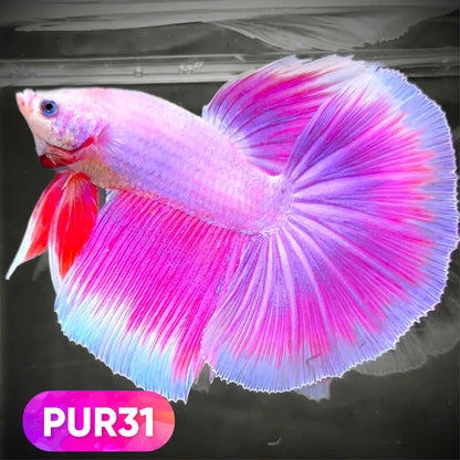 Purple Halfmoon Male Betta Fish | You Pick Fish | Order Directly From Farm