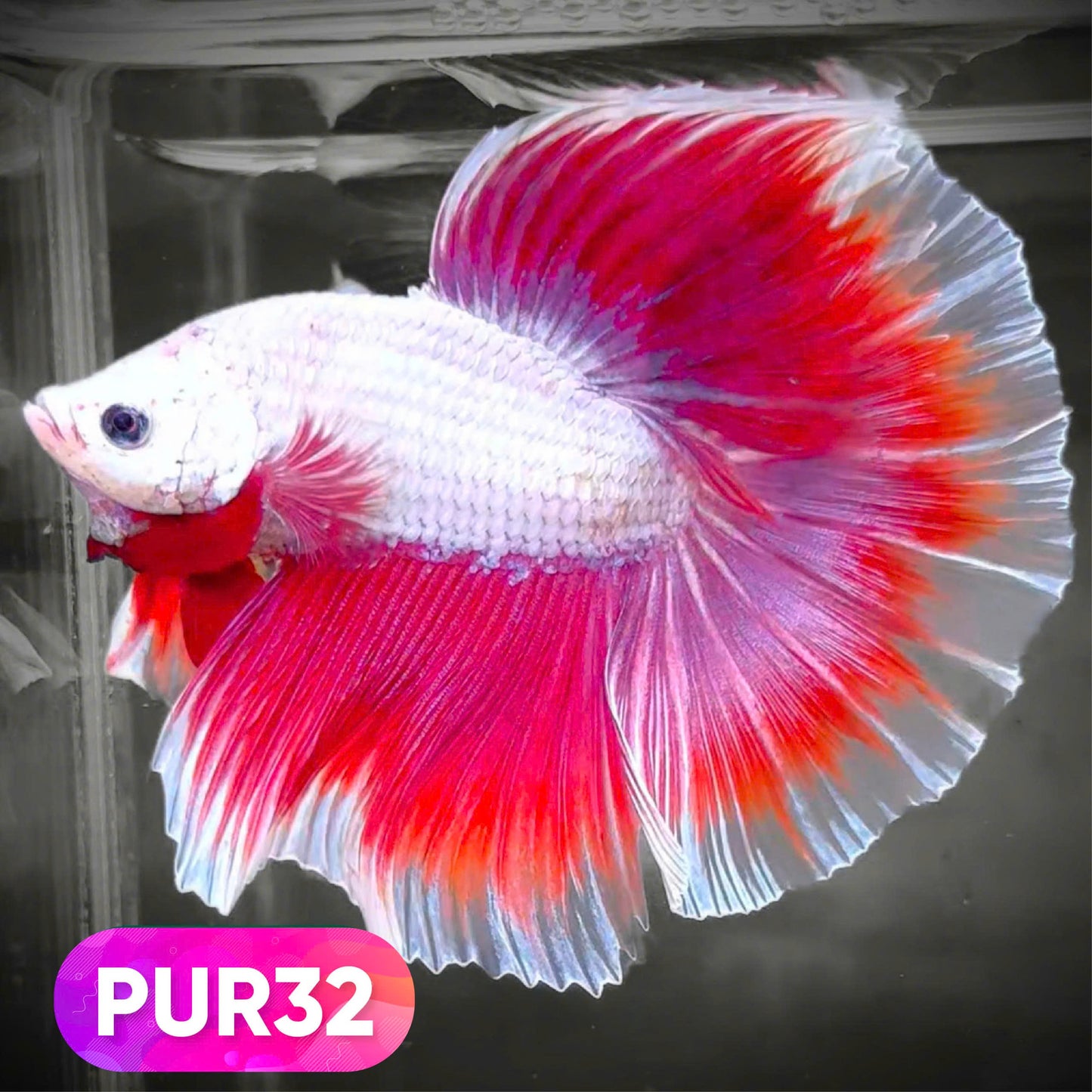 Purple Halfmoon Male Betta Fish | You Pick Fish | Order Directly From Farm