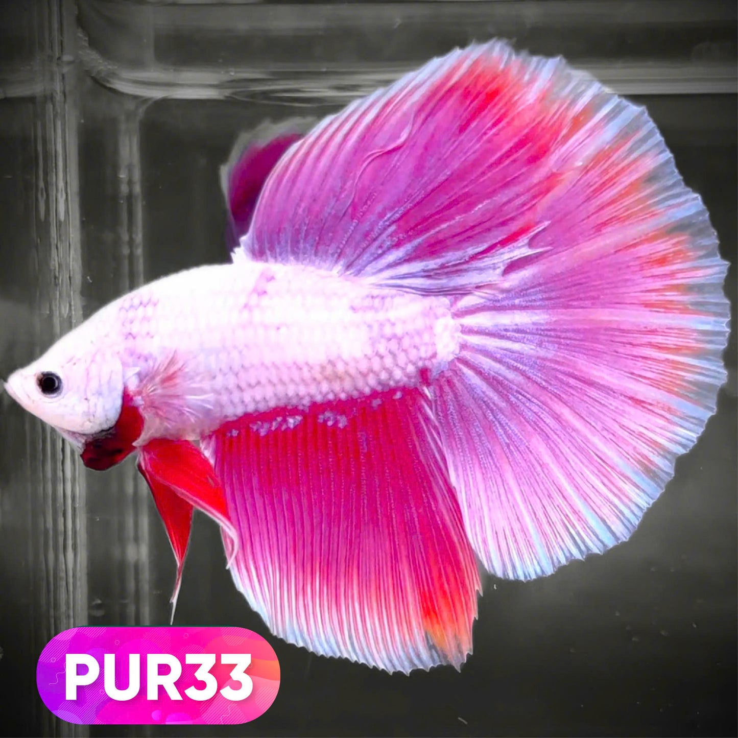 Purple Halfmoon Male Betta Fish | You Pick Fish | Order Directly From Farm